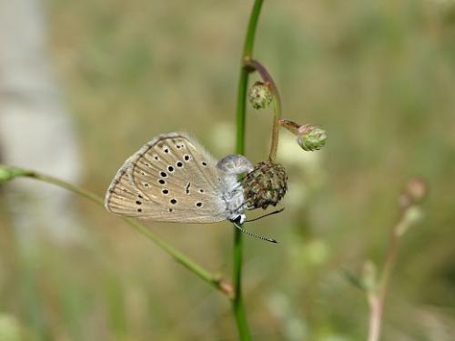 Phengaris teleius